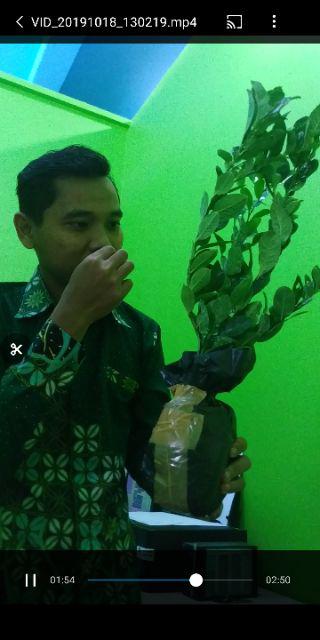 Bibit Pohon Lemon Squash Farfum