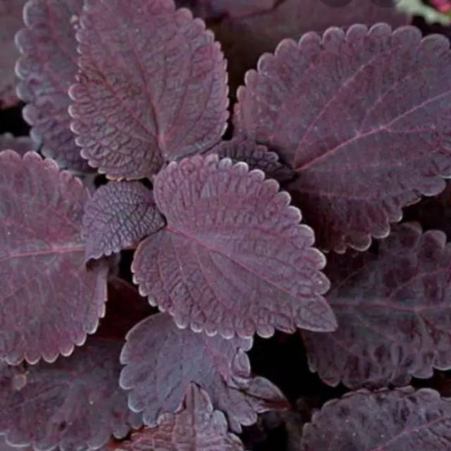 

Daun jawerkotok segar 1 kg