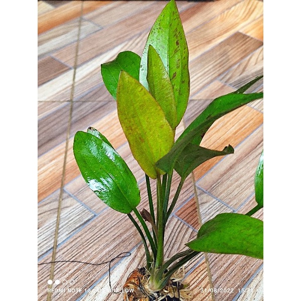 echinodorus red Rubin media wabikusa tanaman aquascape