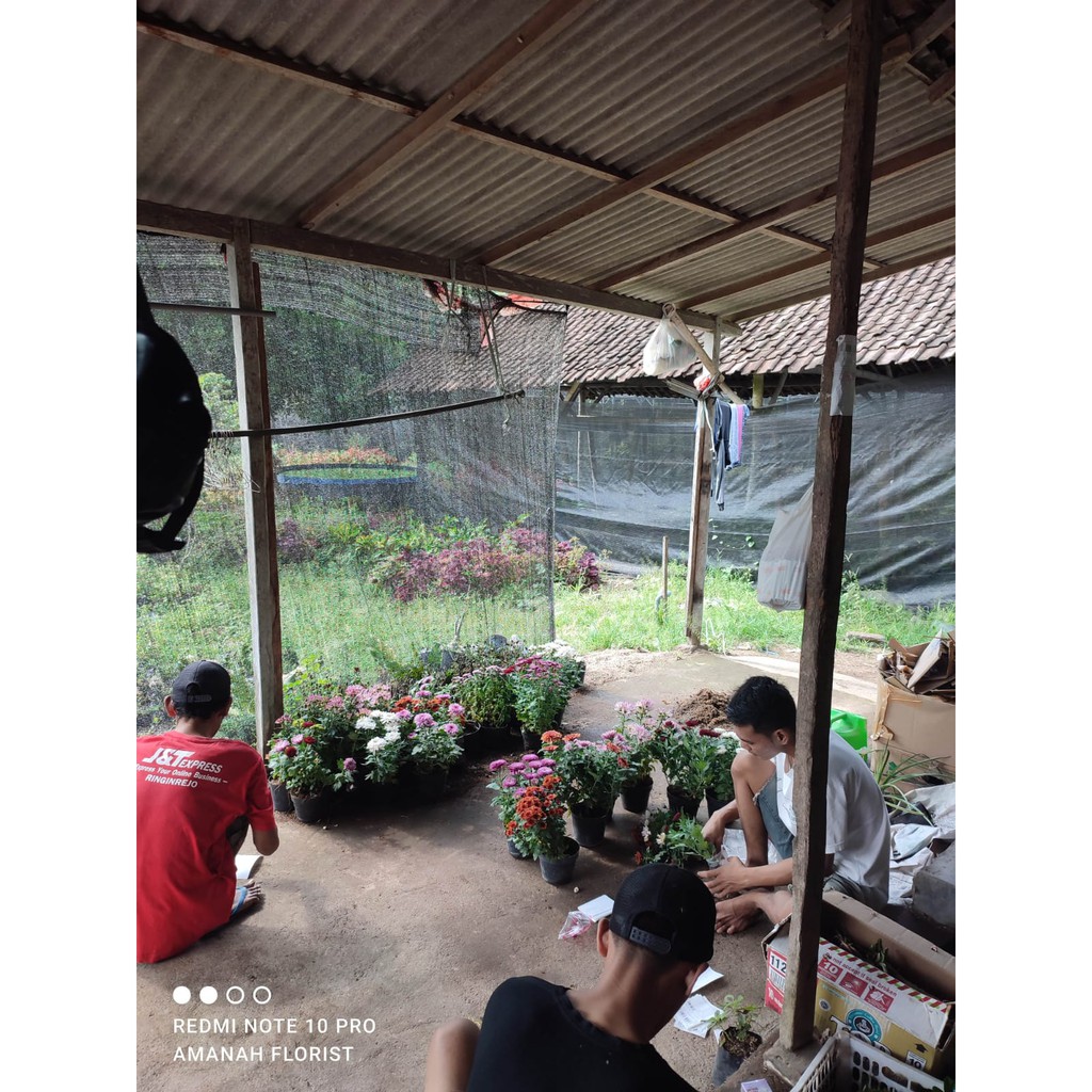 Bunga Calathea Kalatea Bendera Merah Putih Cantik Murah Berkualitas