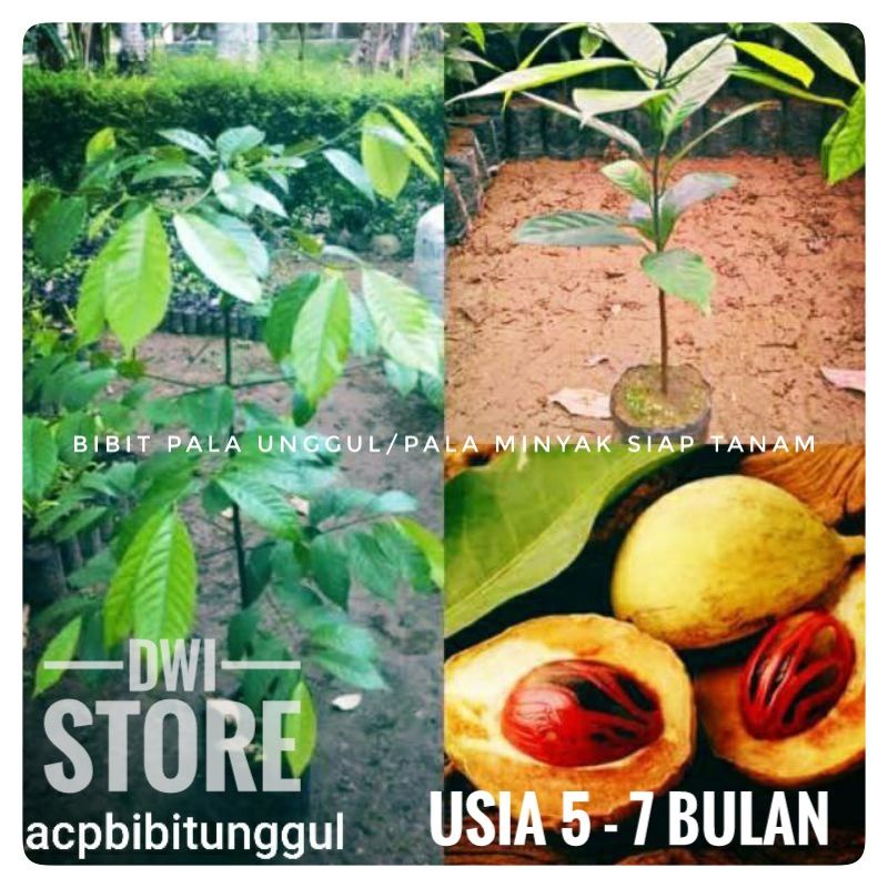 (PROMO) Bibit Pala Unggul Bibit Pala Siap Tanam Bibit Pala Super Bibit Pala