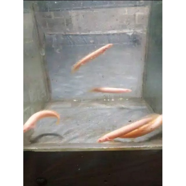 ikan palmas albino