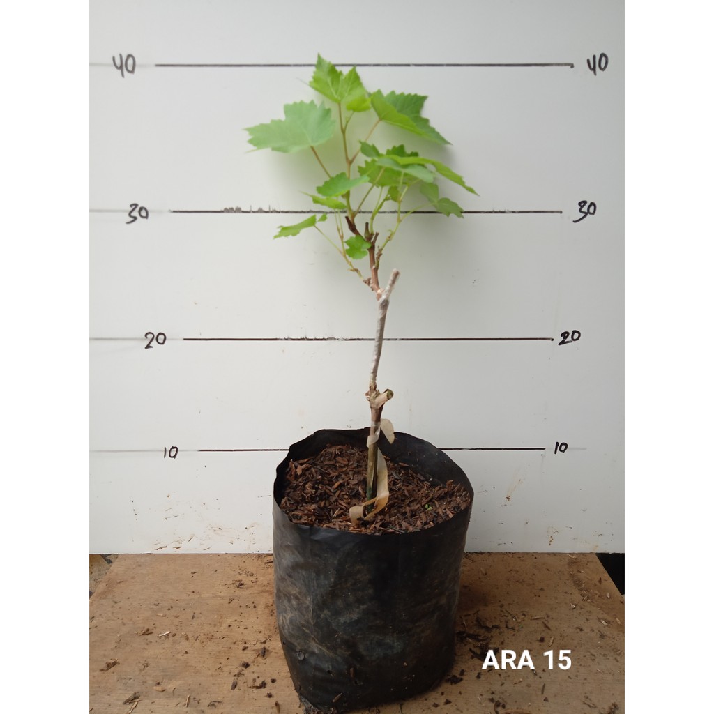 Bibit Anggur Import Arra 15