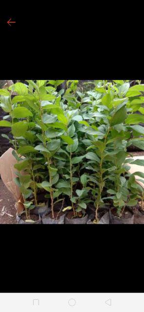 Tanaman Hias Bunga Mona Lavender