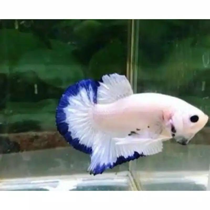 

cupang blue rim
