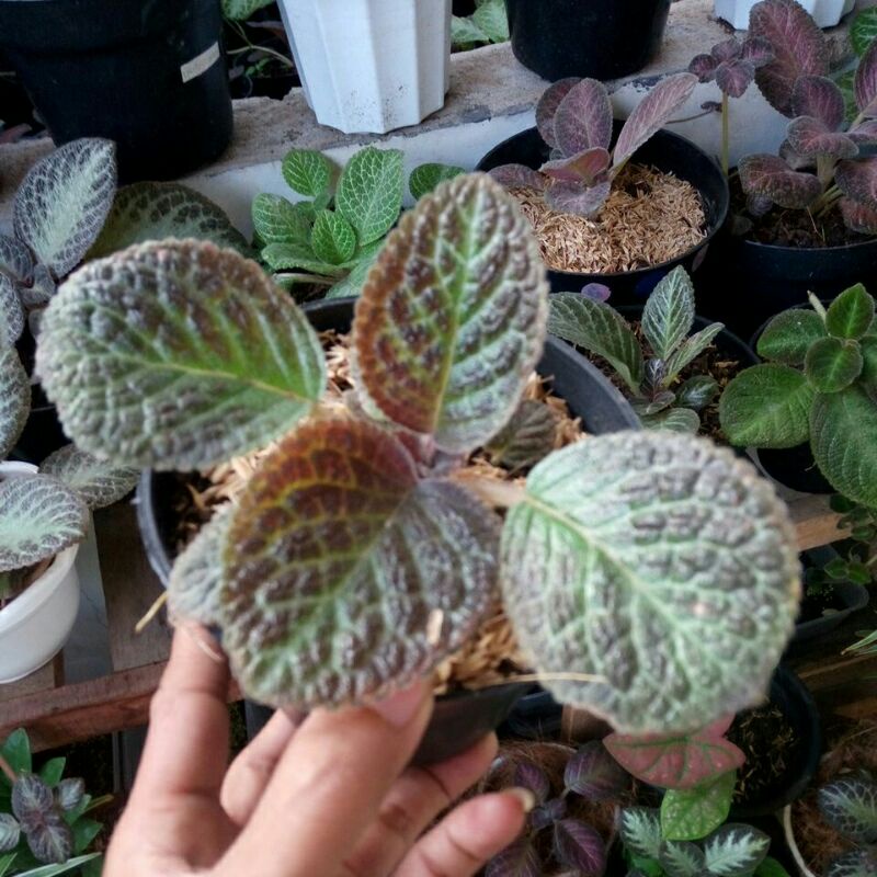 Episcia Karlyn