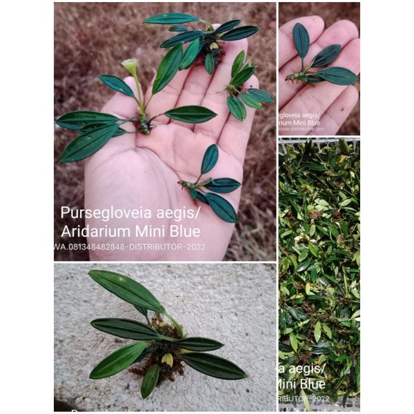 BUCEPHALANDRA Pursegloveia aegis/Aridarium Mini Blue