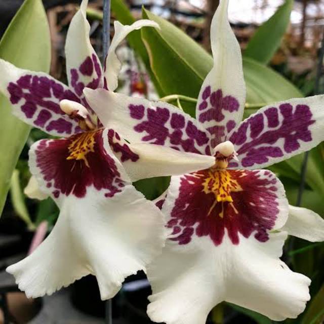 Anggrek oncidium spike big shot hilo sparkle
