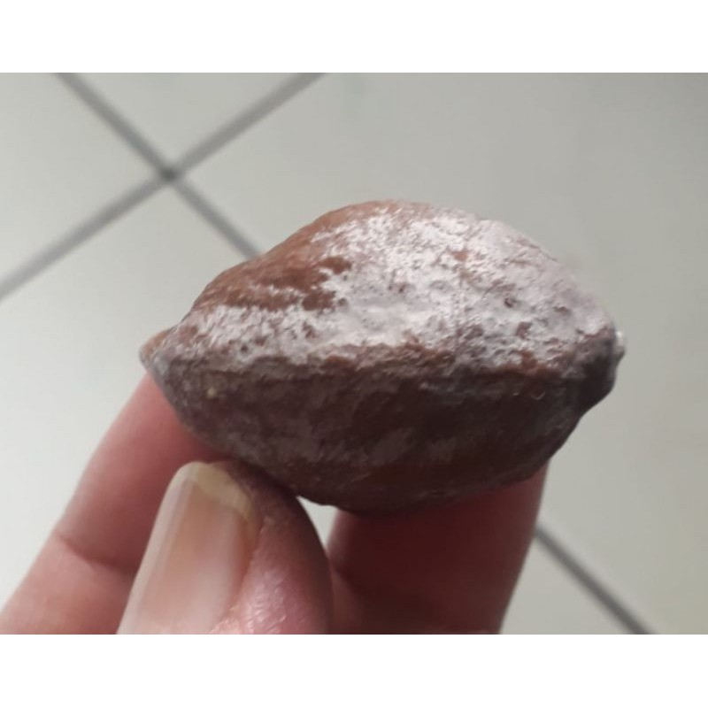 Muncang Adu Jawa Nyonyo Ori