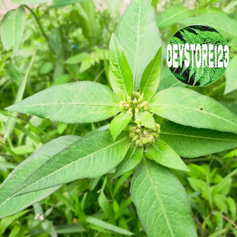 

jual palangsing badan alami daun sena segar per 250 grm