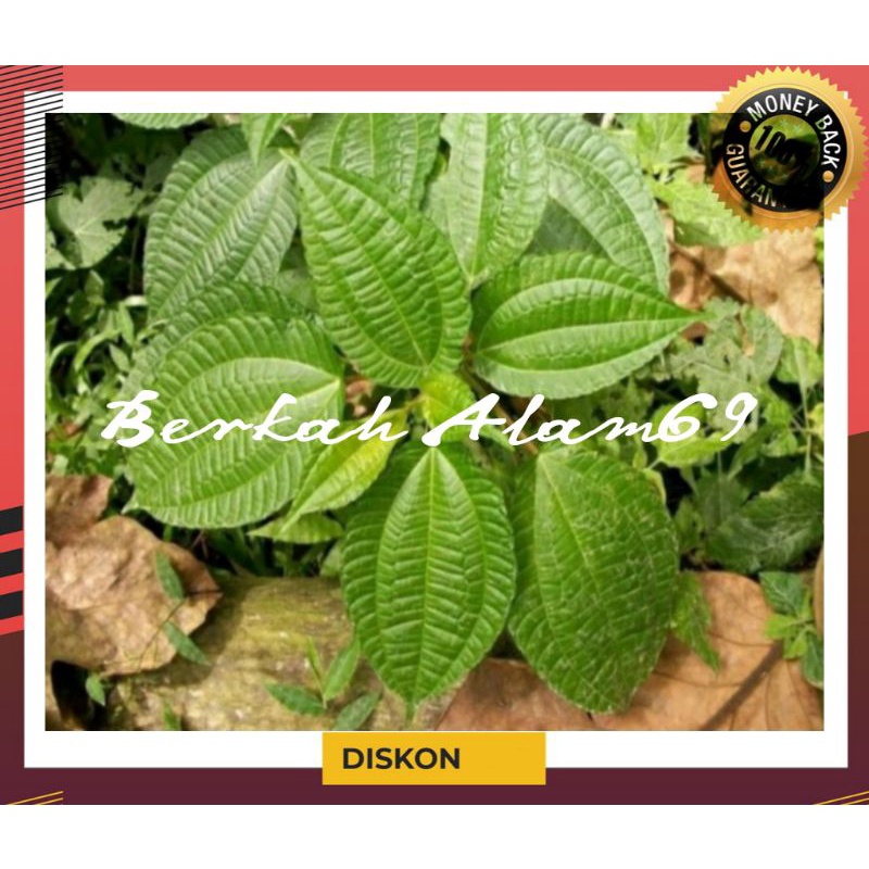 

100g Daun Poh Pohan Segar