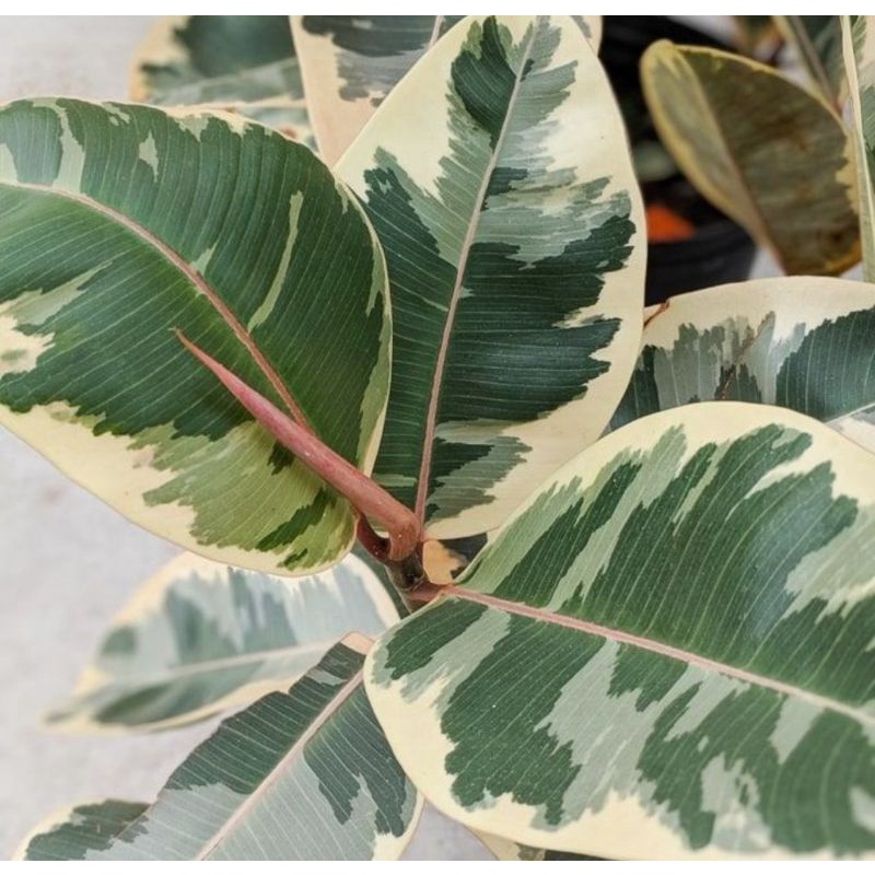 paket karet kebo variegata + merah