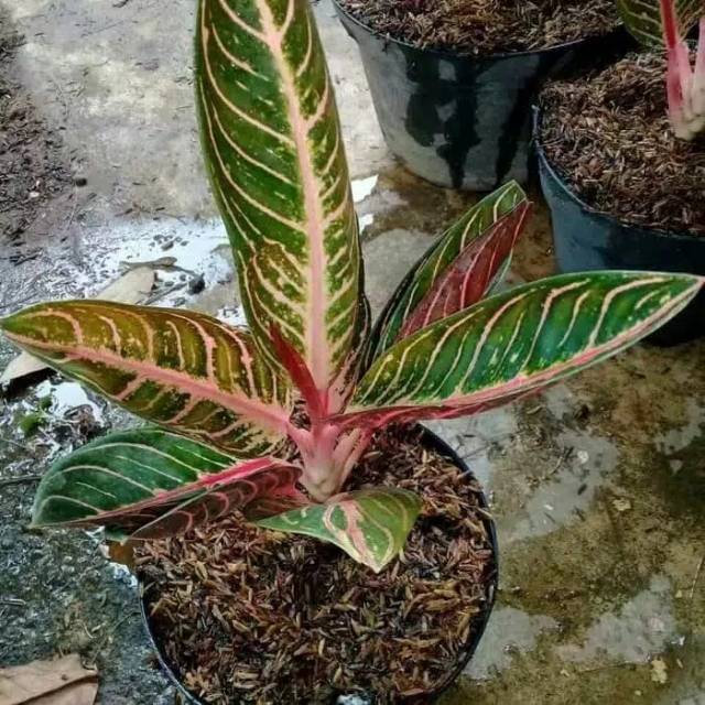 Aglonema sumatra - aglonema red Sumatra - pohon aglonema
