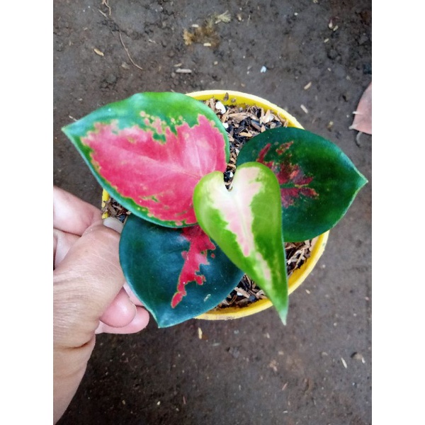 Tanaman hias aglonema suksom mangkok baby