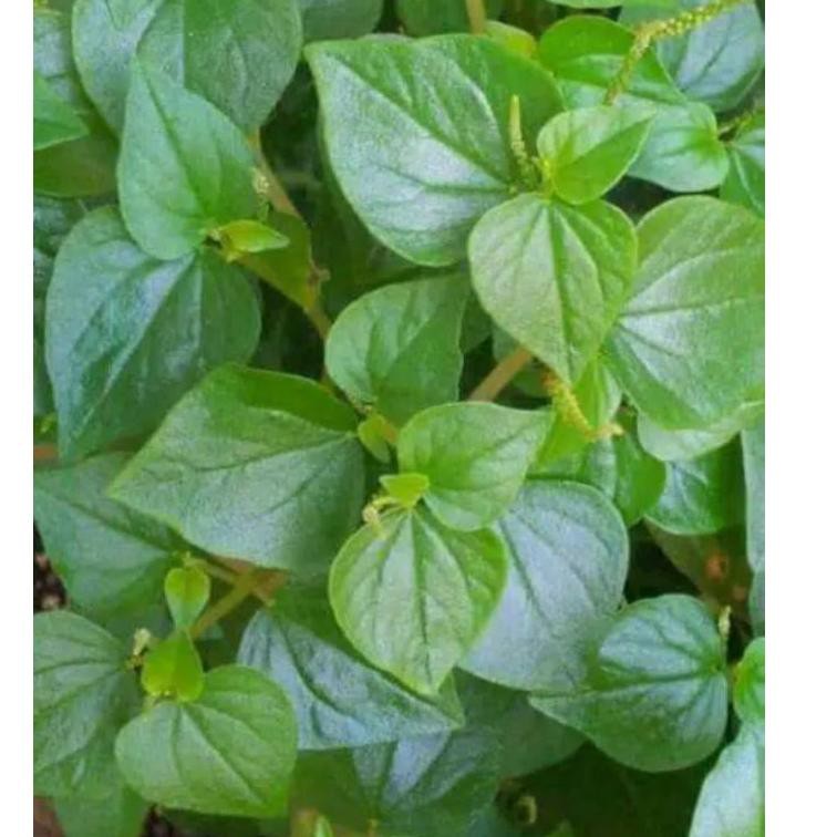 

daun herbal segar sirih cina berat 1 kg | sirih cina banyak manfaat (KODE 4282)