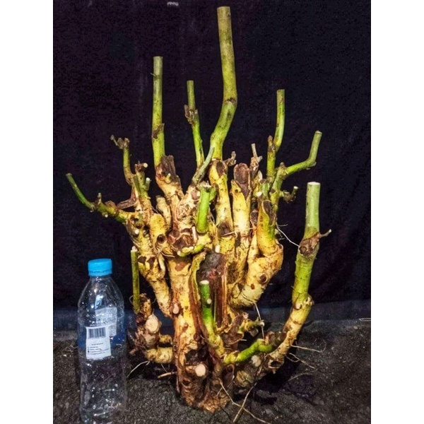 Bahan bonsai serut extreme semi on the rock