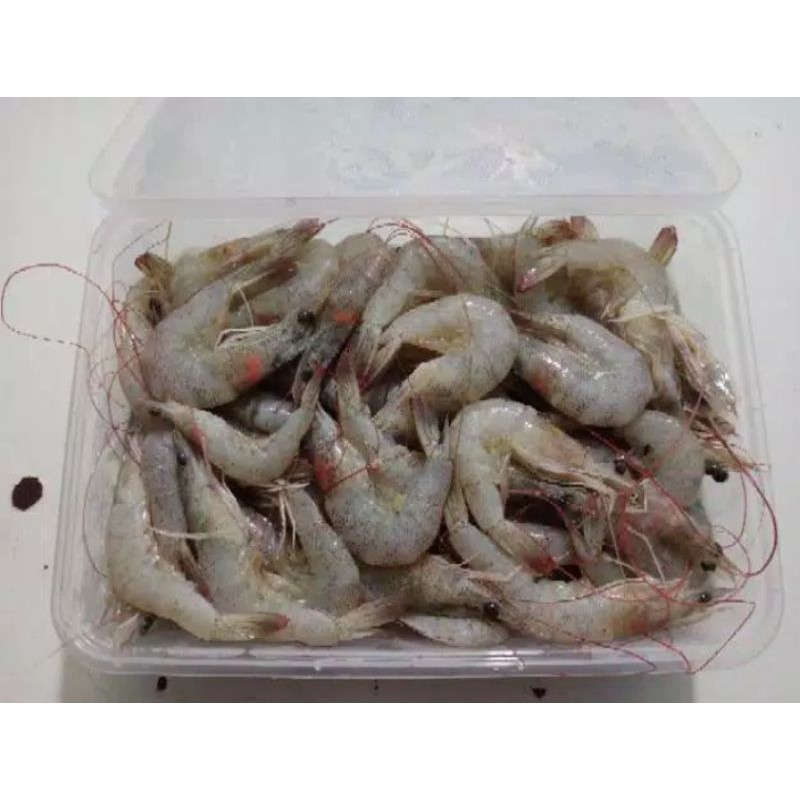 

UDANG VANAME KECIL