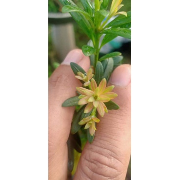 Red Buddhis Pine/ Lohansung Pupus Merah Asli Guandong China