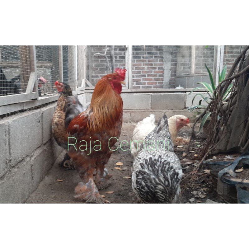

Telur Ayam Brahma macam corak
