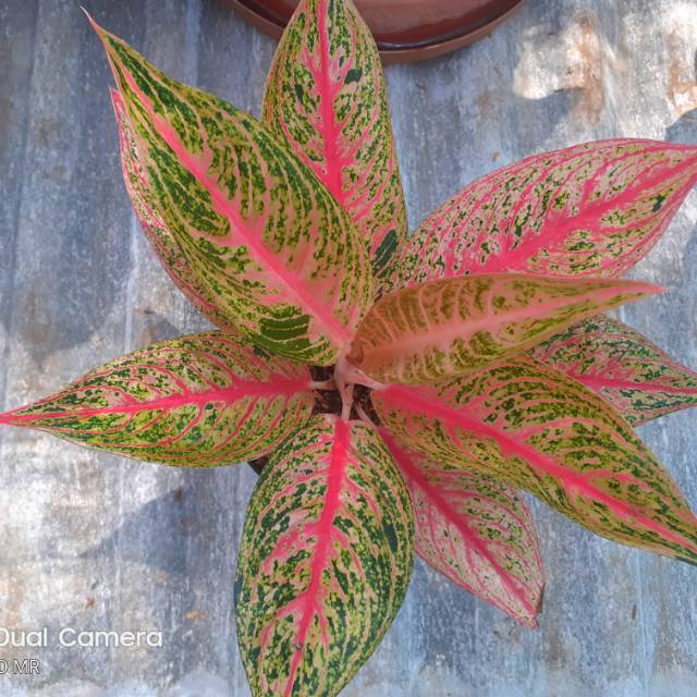 Agalonema Red legacy / legasi