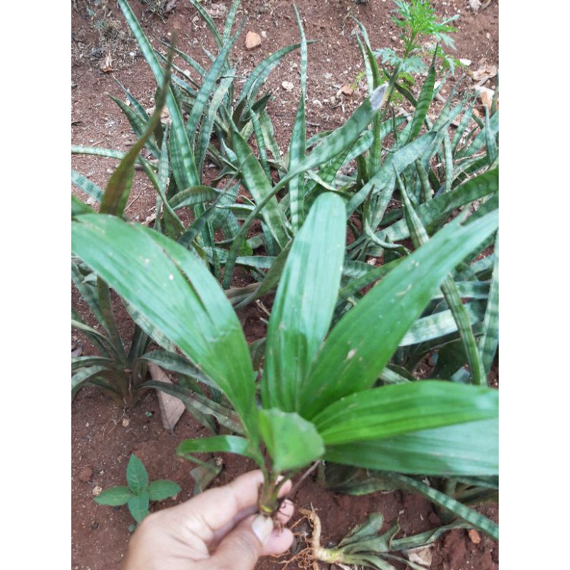 pohon kelapa sawit bibit