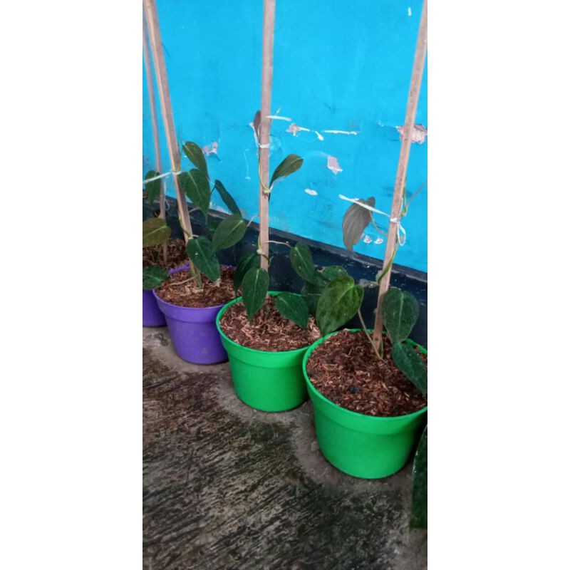 tanaman hiass melano cinta daun gondrong