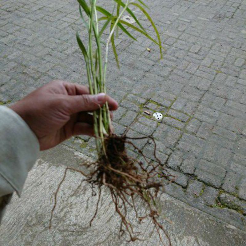 DIARY PETANI - Anggrek Bambu Arundina Graminifolia