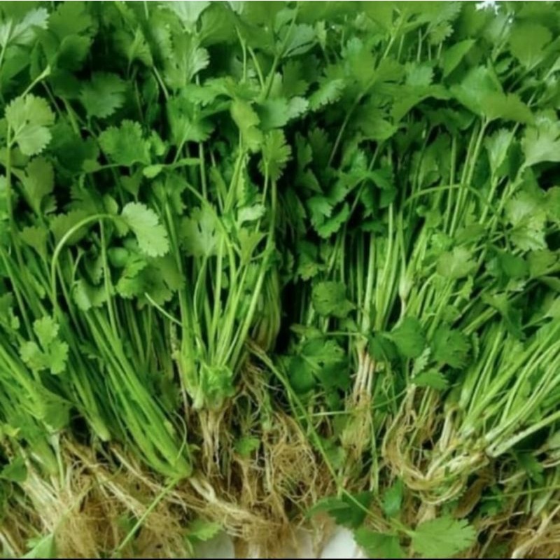 

Daun wansui atau daun ketumbar 250gr