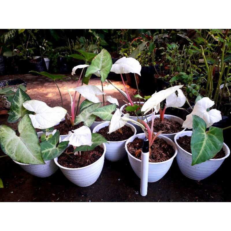 SYNGONIUM VARIEGATA ALBO/AlBINO