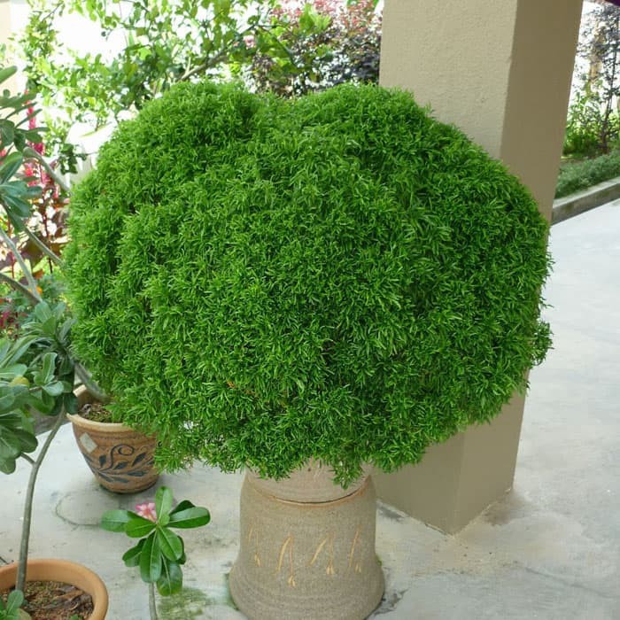  Tanaman  hias  pot dan taman akalipa brokoli hijau euodia 
