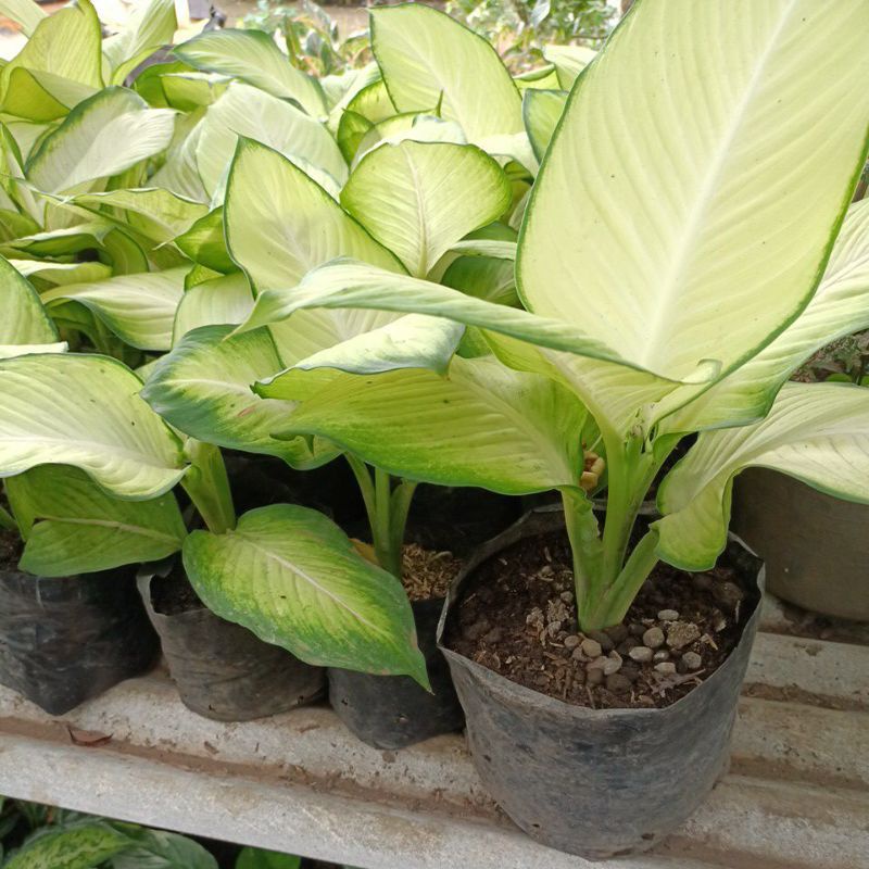 AGLONEMA TISU BANGKOK