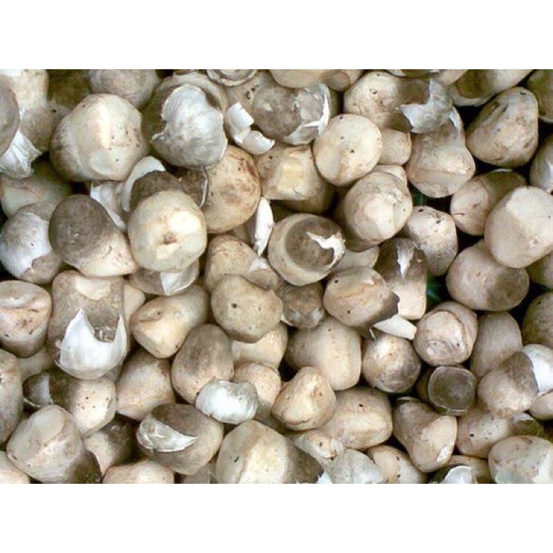 

PASAR ONLINE MURAH - JAMUR MERANG 250gr