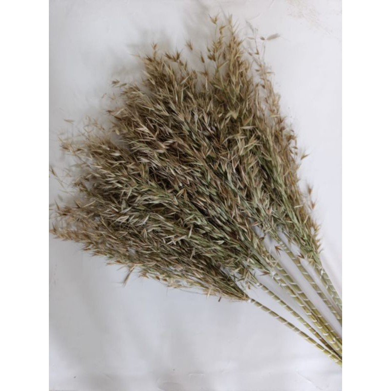 Ilalang| daun kering | bunga kering | mirip padi | bunga rustic