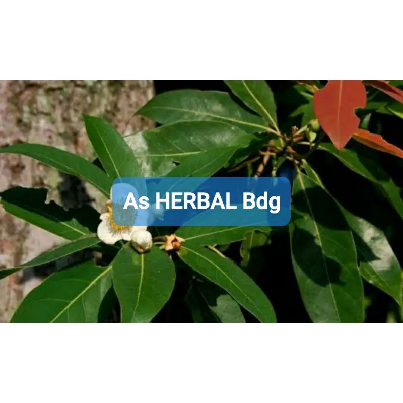 

Jual daun puspa daun pohon puspa segar 1 kg-az