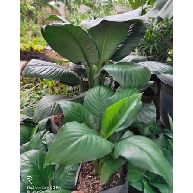 spatufillum Mauna loa Giant - peace lily giant - spatufillum Mauna loa - spathyphyllum giant