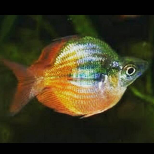 

Rainbow Short Body Crossing Hybrid Fresh Water