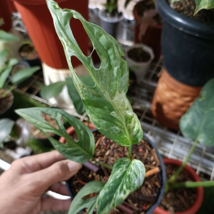 monstera adansoni variegata / janbol local variegata murah