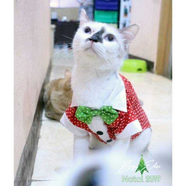 Baju kucing dan anjing edisi natal 2019 polkadot merah putih hijau lucu /baju kucing murah size S-XL