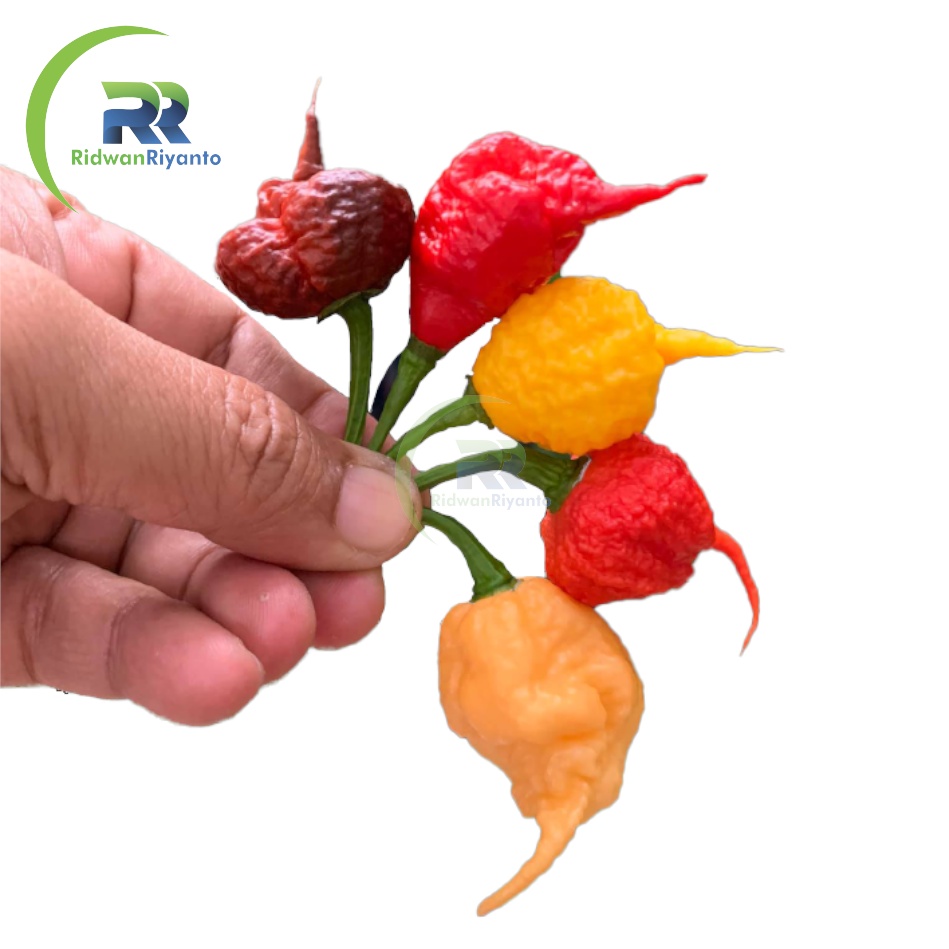 Paket 4d Biji Cabe Carolina Reaper Cabai Terpedas di Dunia Nomor 1 versi The Guinness World Record Benih Tanaman