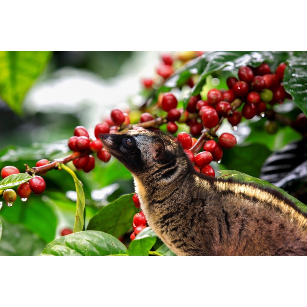 

Wild Palm Civets Poop Arabica Coffee Beans.