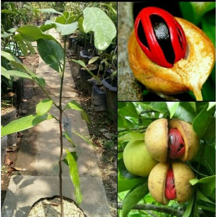 bibit buah pala unggul