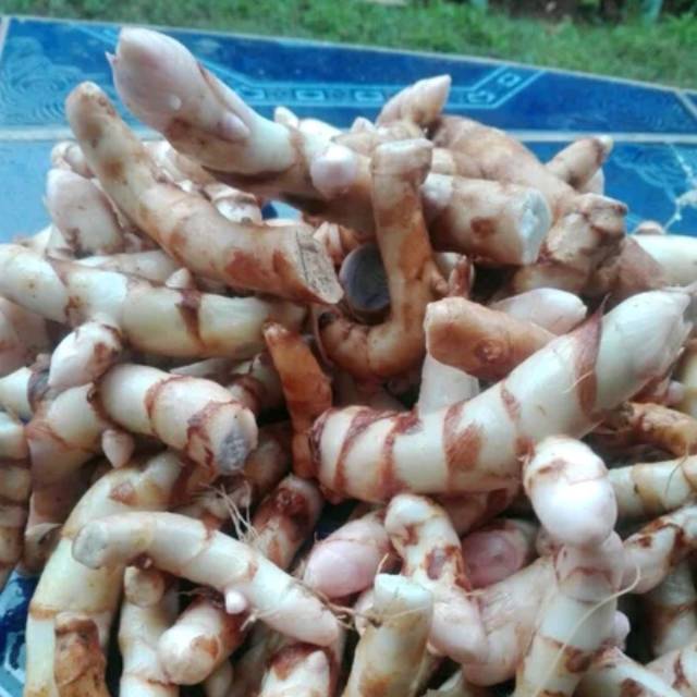 Temu Ireng temu hitam kunyit Hitam segar dan kering 1kg