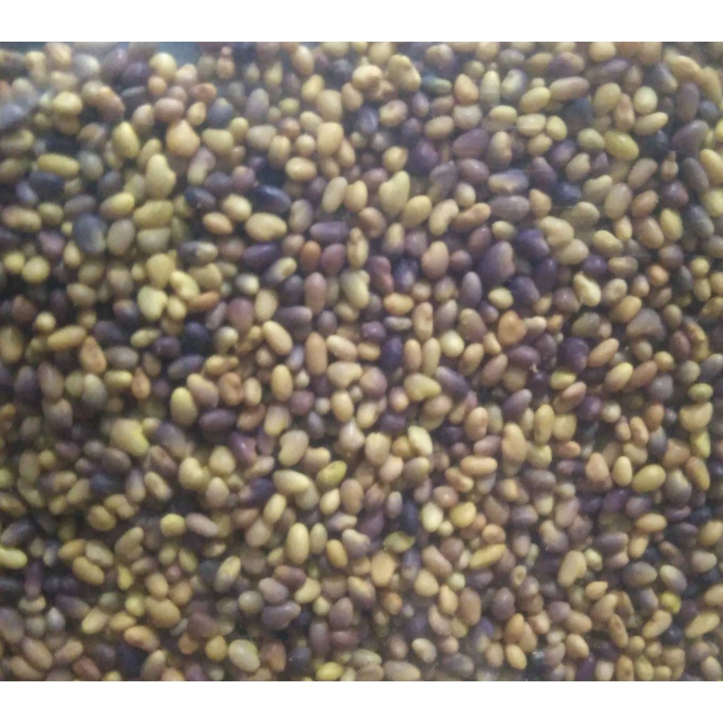 BIBIT LUCKY CLOVER 8GR TANAMAN AQUASCAPE BIBIT CARPET SEED