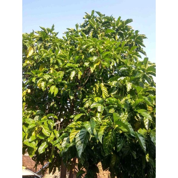 

Buah Mengkudu