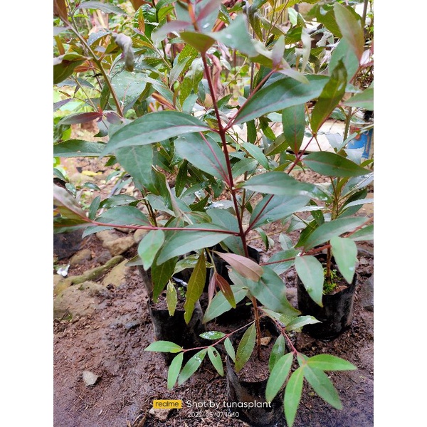 bibit pohon rainbow Eucalyptus / pohon pelangi / Eucalyptus Deglupta