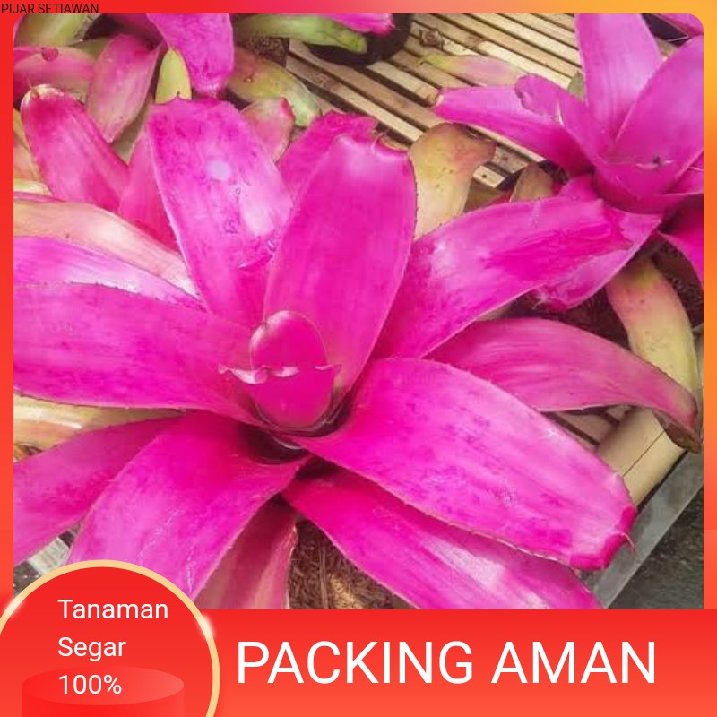 tanaman hias bromelia pink grass