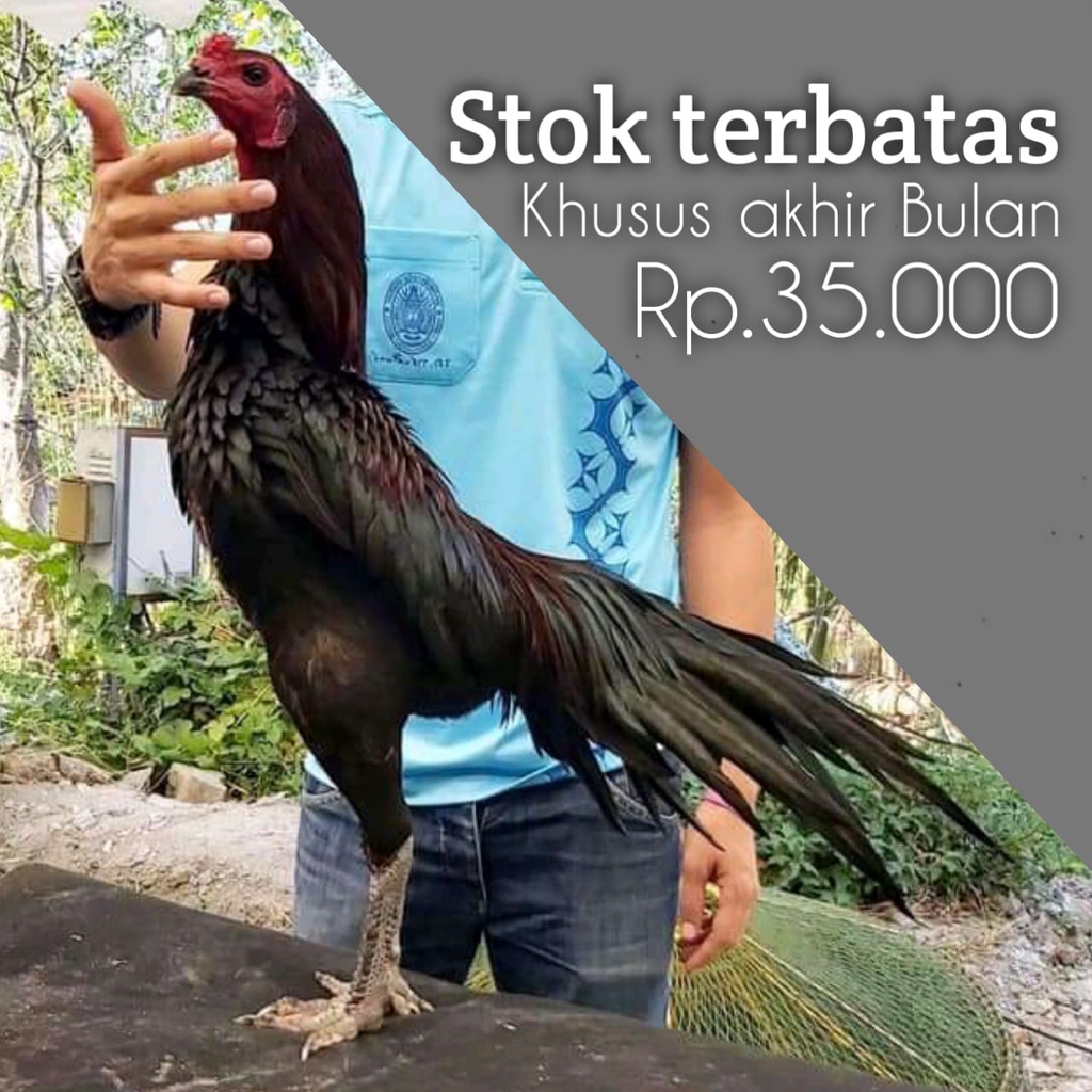 ayam bangkok ekor lidi telur fertil asli perbutir