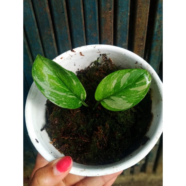 Scindapsus Treubii moonlight varigata