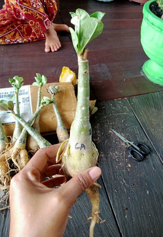 Bibit Bunga Kamboja Candik Ayu