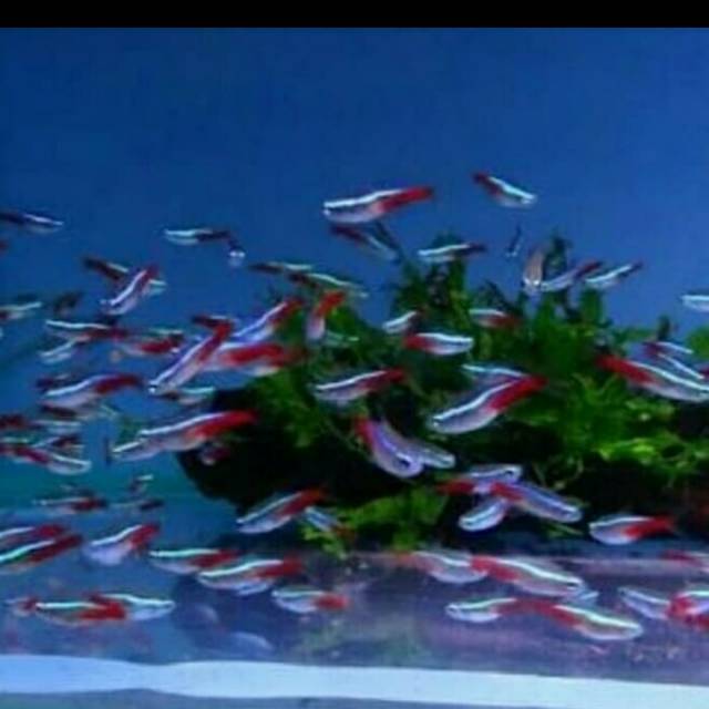 Tetra neon